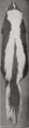 Revision of the skunks of the genus Chincha (1901) pl. 3 M. m. spissigrada