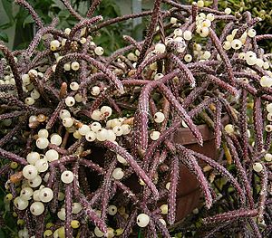 Rhipsalis baccifera 01 ies.jpg