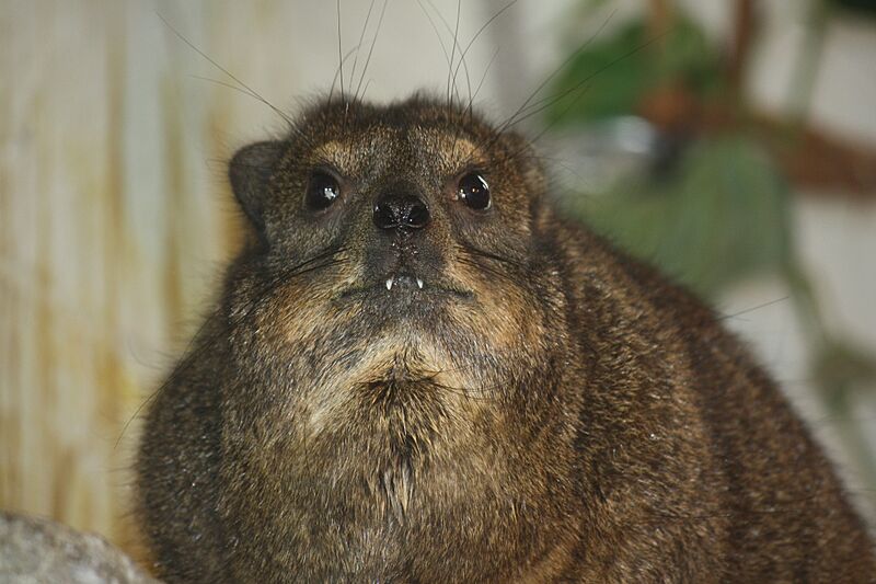 Rock Hyrax 057