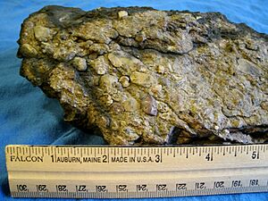 Roxbury conglomerate