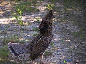 Ruffed Grouse Facts For Kids