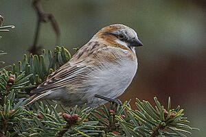 Rufous-necked Snowfinch Pangolakha Wildlife Sanctuary East Sikkim India 18.10.2015.jpg