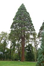 Sequoiadendron giganteum Giant Sequoia Tyler Arboretum 2000px
