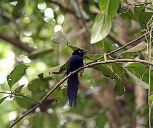 Seychelles Paradise Flycatcher - Terpsiphone corvina 2