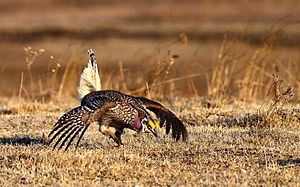 Sharp-Tailed Grouse (25406967553)