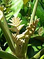Starr 061108-9821 Munroidendron racemosum