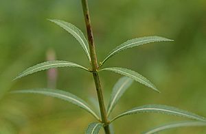 Stem and leaves of Adenophora triphylla
