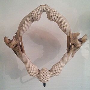 Stingray teeth and jaws