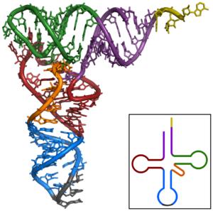 TRNA-Phe yeast 1ehz