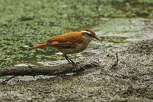 Tail-banded hornero (Furnarius figulus).jpg