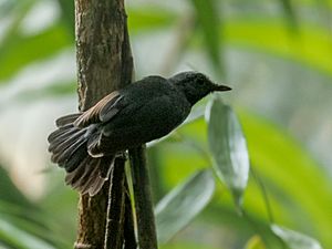 Thamnomanes saturninus Saturnine Antshrike (male); Porto Velho, Rondônia, Brazil.jpg