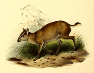 The book of antelopes (1894) Cephalophus maxwelli