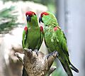 Thick-billed parrots in a U.S. zoo
