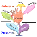Tree of Living Organisms 2