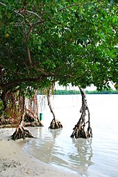 Trees in Salinas, Puerto Rico