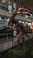 TsintaosaurusSpinorhinus-PaleozoologicalMuseumOfChina-May23-08