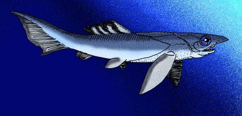 Tubonasus lennardensis