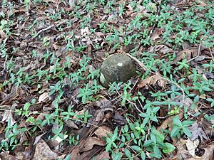 Unidentified Field Stone