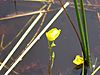 Utricularia cornuta 2-eheep (5097411467)