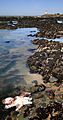 Vicinity of Pigeon Point Lighthouse