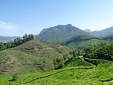 View of tea plantations in Munnar