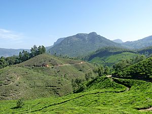 View of Kannan Devan Hill