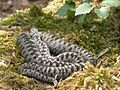 A common adder basking in the open upon loose moss litter with head resting upon its coil and facing away. The central part of its body is thick and it has probaby eaten recently.
