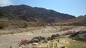 Wadi Feynan, May 2014