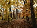 Watchung Reservation in the Fall 2013-11-05 01