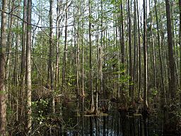 Woods Bay State Park Swamp.jpg