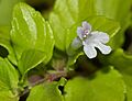 YERBA BUENA (satureja douglasii) (6-19-08) canet (2593333894)