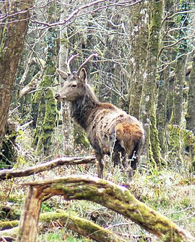 Young buck Killarney National Park.jpg