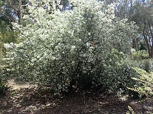 Zieria arborescens habit