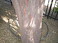 Acacia-berlandieri-bark