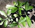 Acronychia littoralis - leaves