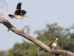 African Pygmy Geese, Moremi Reserve, Botswana