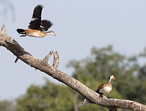 African Pygmy Geese, Moremi Reserve, Botswana