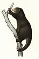 Ailurops melanotis