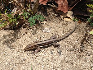 Ameiva polops St. Croix Ground Lizard