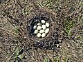 Anas platyrhynchos (nest)