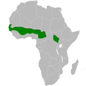 Anthoscopus parvulus distribution map.png