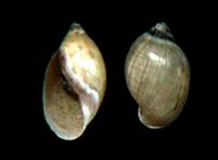 Aplexa rivalis (Maton & Rackett, 1807) 000