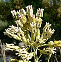 Asclepias subulata flowers 2.jpg