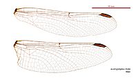 Austrogomphus doddi male wings (35019264276)