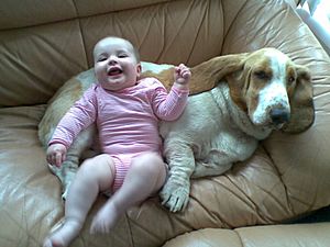 Basset Hound with Baby