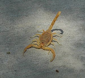 Bbasgen-scorpion-front