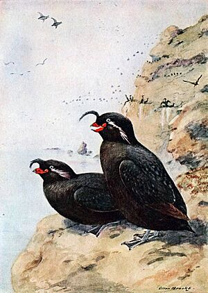Bird lore (1913) (14562374899)