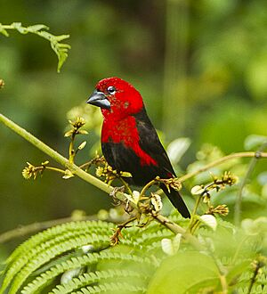 Black-bellied Seedcracker - Kakum - Ghana S4E2847 (22799387200).jpg
