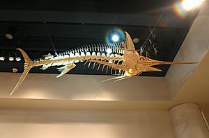 Blue marlin skeleton
