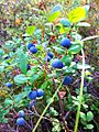 Blueberries on the branches of a bush